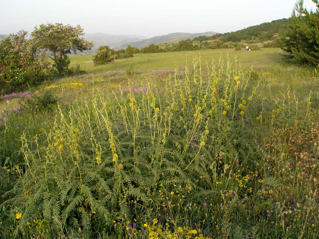 Turchia 2 - Astragalus sp.